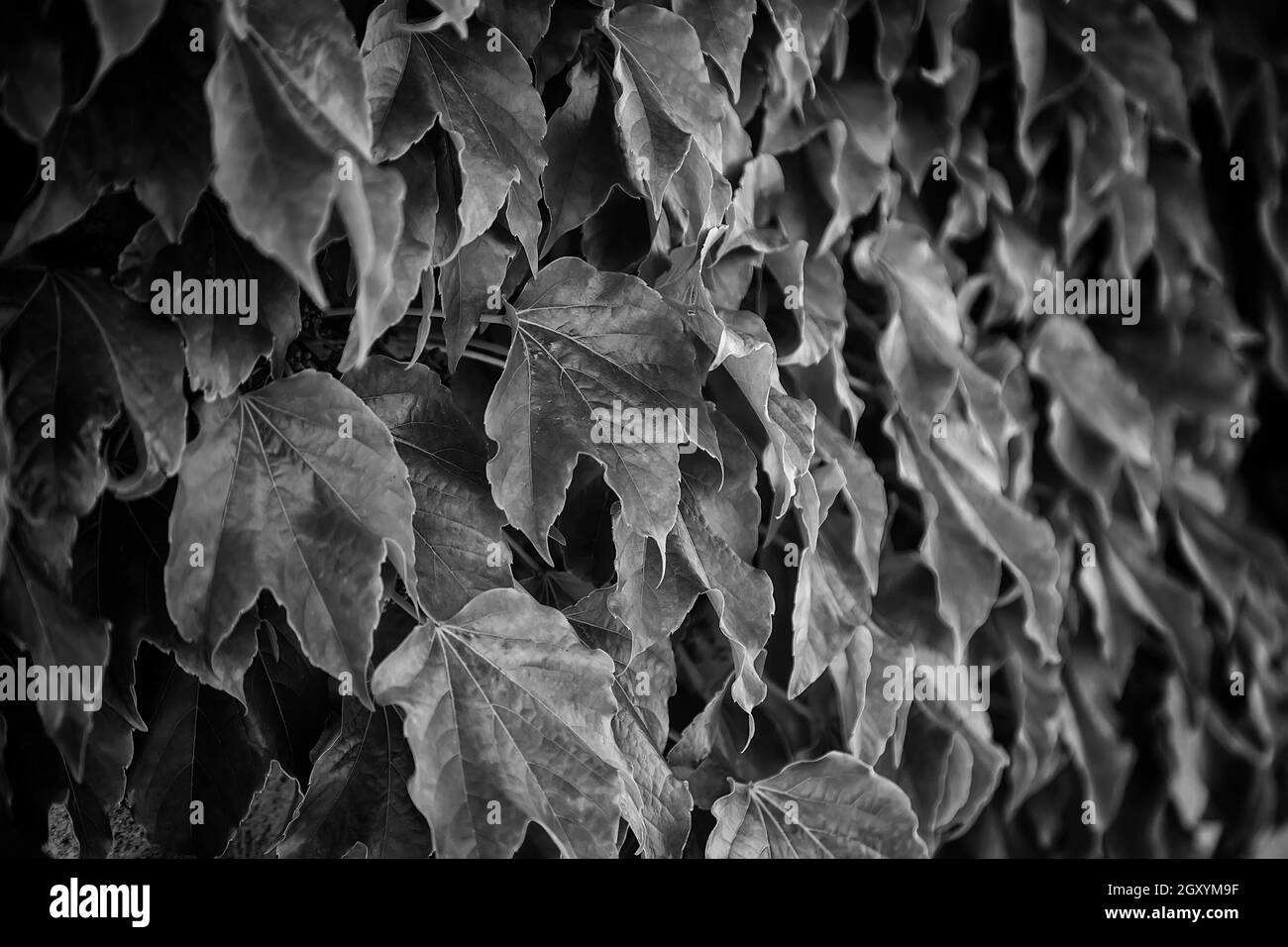 Détail d'un mur avec plantes vertes, décoration avec fleurs Banque D'Images