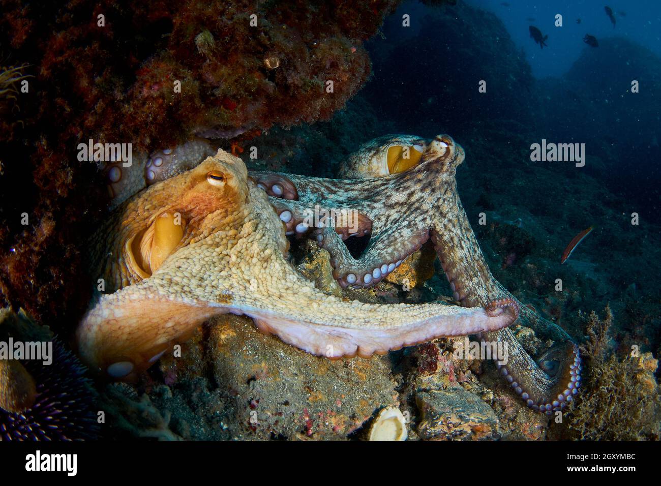 Paire d'octopus commun (octopus vulgaris) qui s'accouple dans la mer Méditerranée Banque D'Images