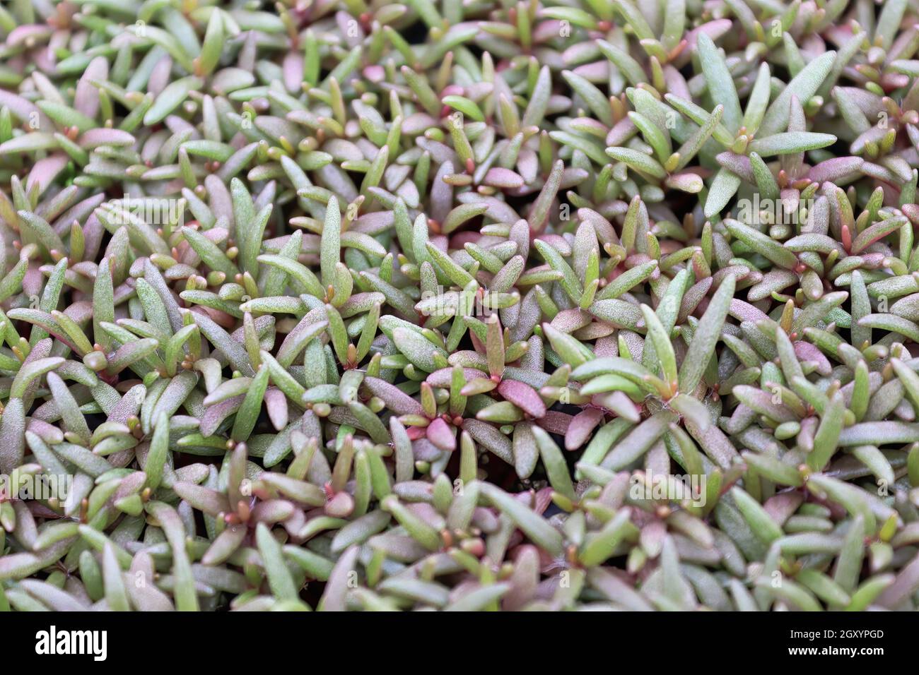 Jeunes feuilles succulentes sur un portulaca sans fleurs. Banque D'Images