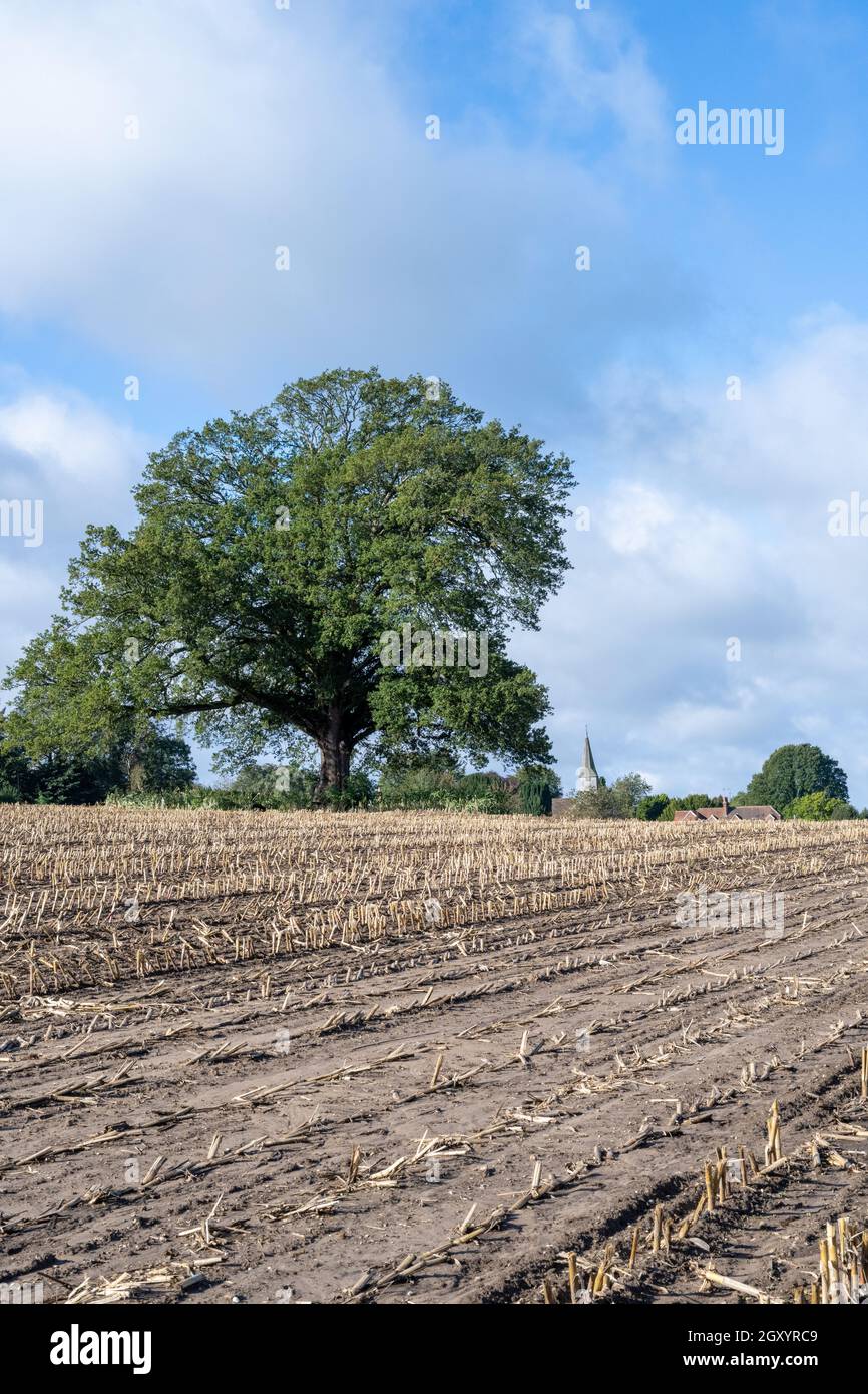 Maïs sucré récolte de maïs dans un grand champ avec un seul chêne Banque D'Images