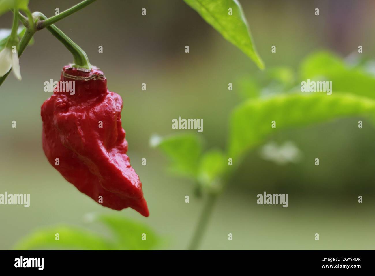 Bhut Jolokia ou Chili fantôme mûrissant à l'usine dans le jardin Banque D'Images