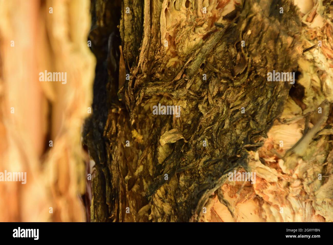 Un gros plan du tronc d'un arbre en écorce de papier Banque D'Images
