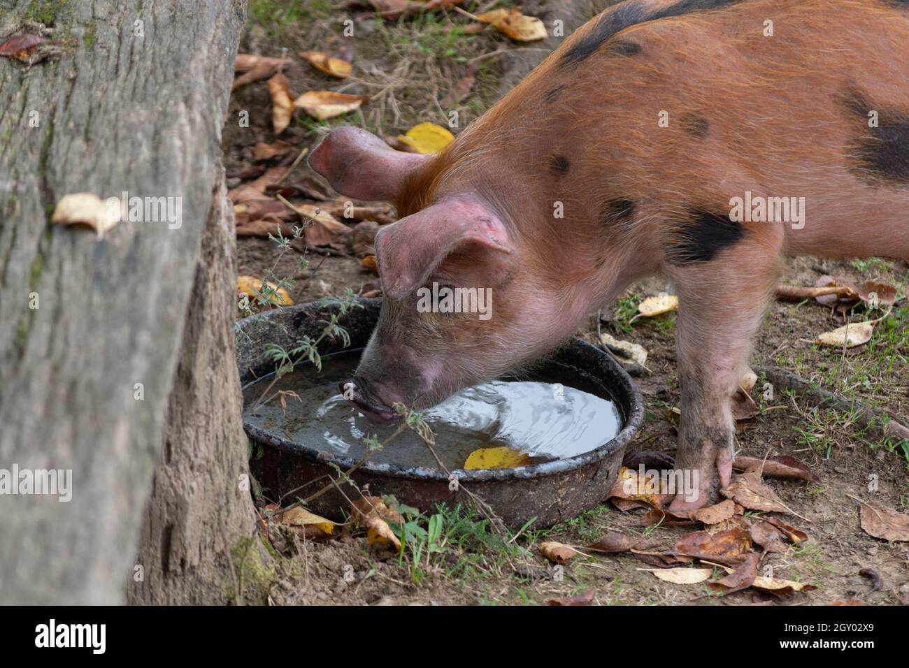 Un porcelet orange aux taches noires boit de l'eau dans un récipient métallique du village pendant une journée d'automne Banque D'Images