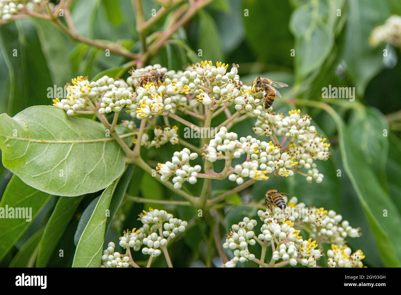 Euodia hupehensis (Euodia hupehensis, Evodia hupehensis, Tetrimum daniellii, Tetrimum daniellii var hupehensis), en fleurs, avec des abeilles Banque D'Images