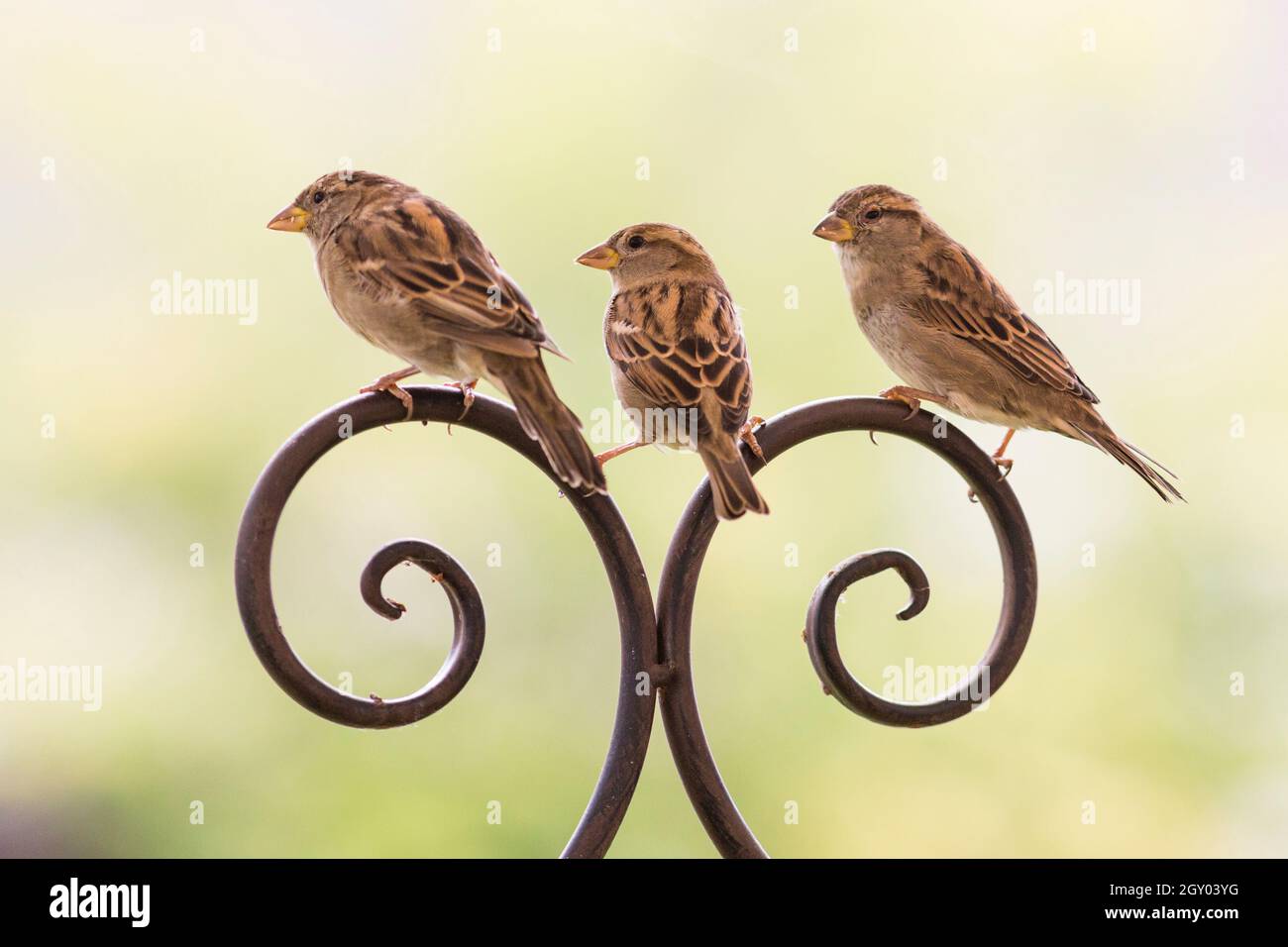 Maison d'épard (Passer domesticus), trois femelles perchées sur une clôture courbée, Allemagne, Mecklembourg-Poméranie occidentale Banque D'Images