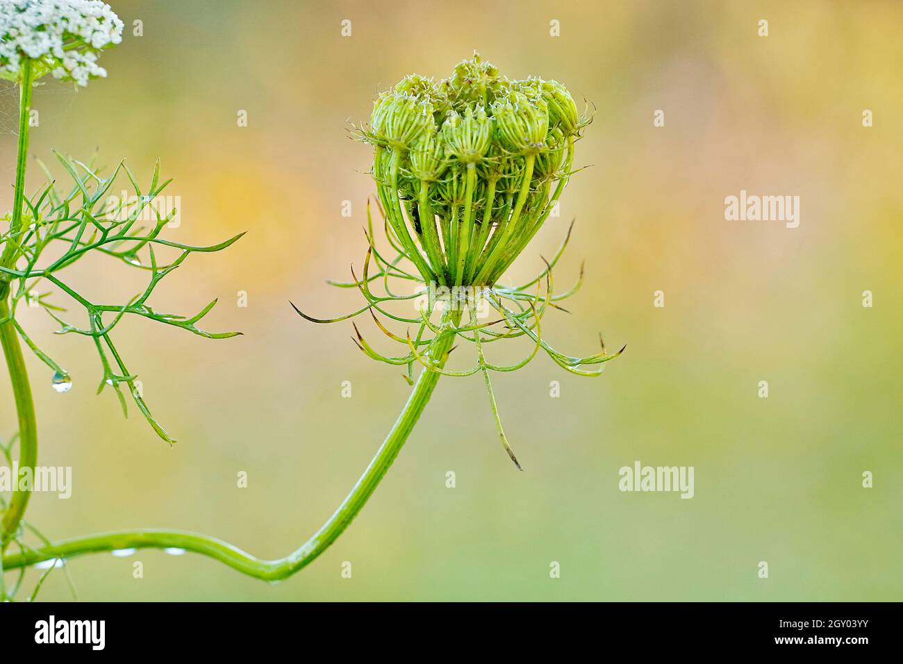 Dentelle de la reine Anne, carotte sauvage (Daucus carota), umbel, fructification, Allemagne, Rhénanie-du-Nord-Westphalie Banque D'Images