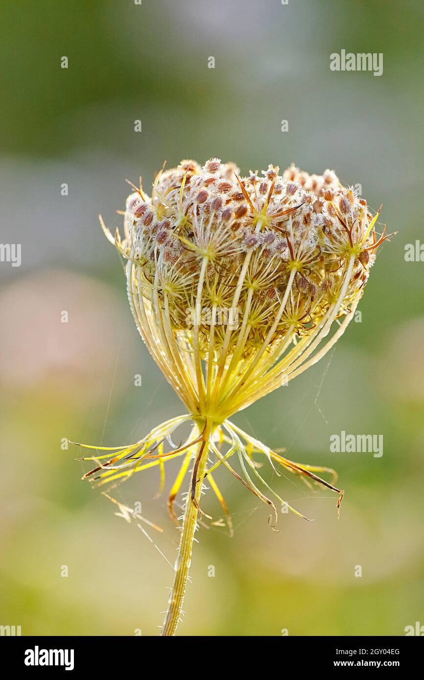 Dentelle de la reine Anne, carotte sauvage (Daucus carota), umbel, fructification, Allemagne, Rhénanie-du-Nord-Westphalie Banque D'Images