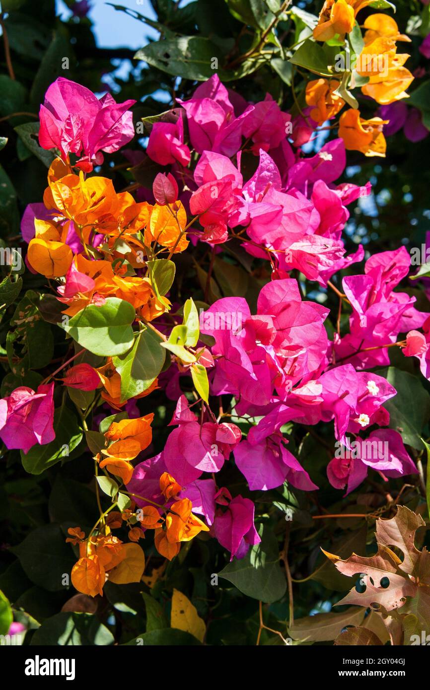 Usine de papier, four-o-clock (Bougainvillea-Hybride), fleurs orange et rose, Turquie Banque D'Images