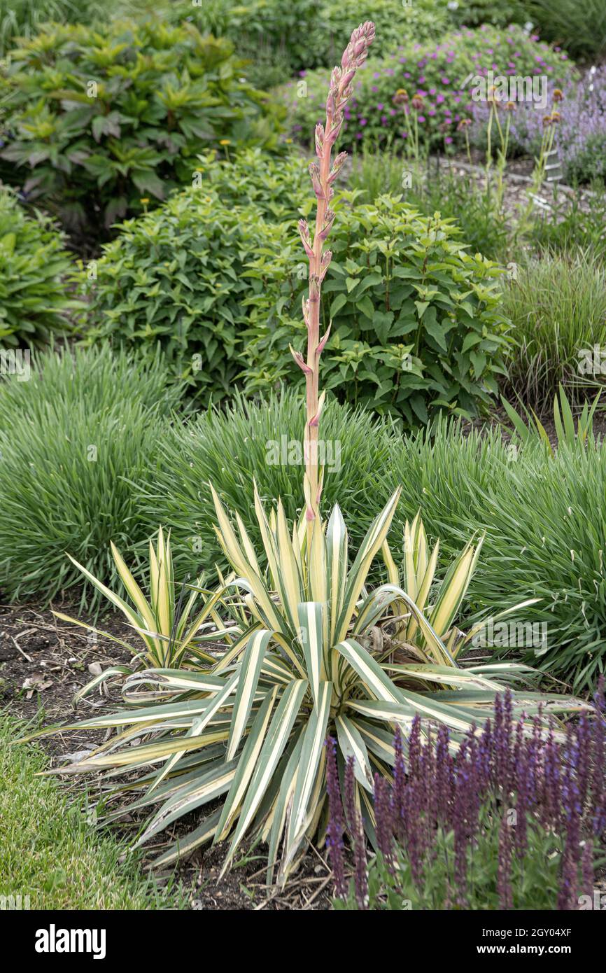 L'aiguille d'Adam, yucca à faible feuille (Yucca flaccida 'Golden Sword', Yucca flaccida Golden Sword), cultivar Golden Sword Banque D'Images