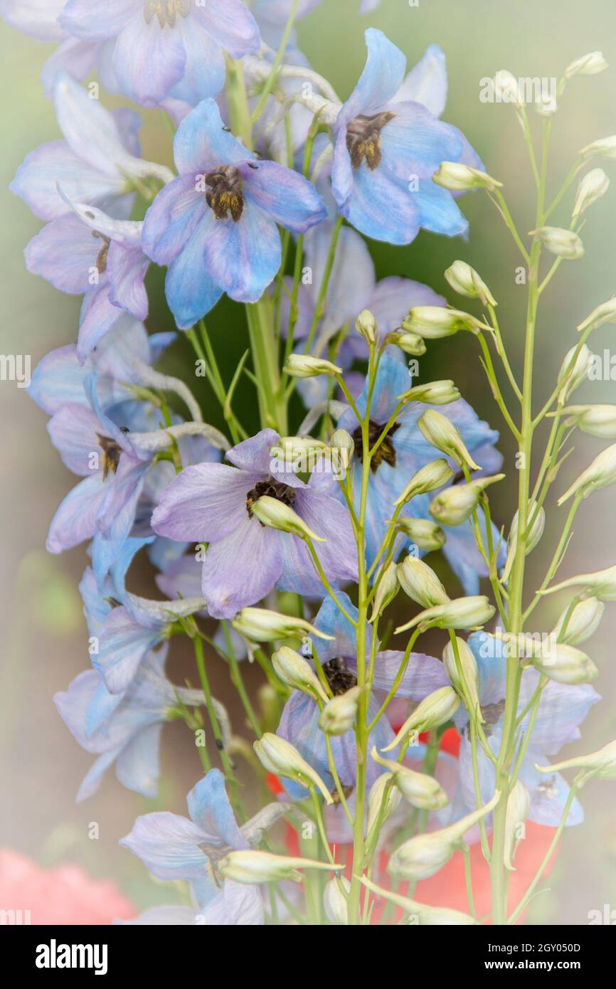 Bougie larkspur (Delphinium elatum), fleurs, altérées par ordinateur Banque D'Images