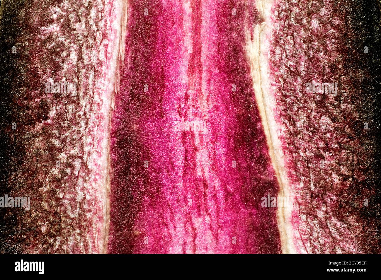 Carotte (Daucus carota subsp. Sativus, Daucus carota var. Sativus), section longitudinale de la carotte rouge Banque D'Images