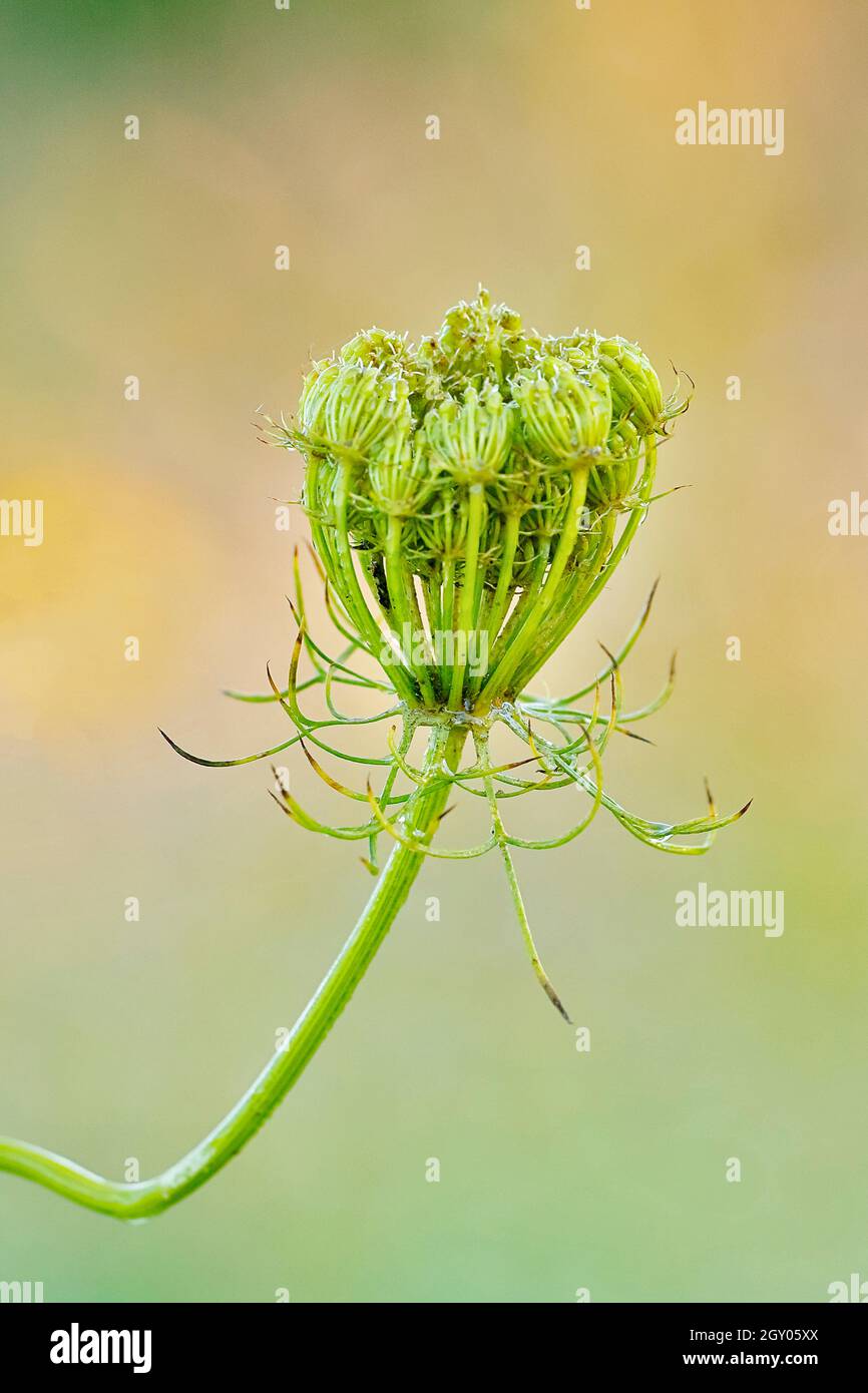 Dentelle de la reine Anne, carotte sauvage (Daucus carota), umbel, fructification, Allemagne, Rhénanie-du-Nord-Westphalie Banque D'Images