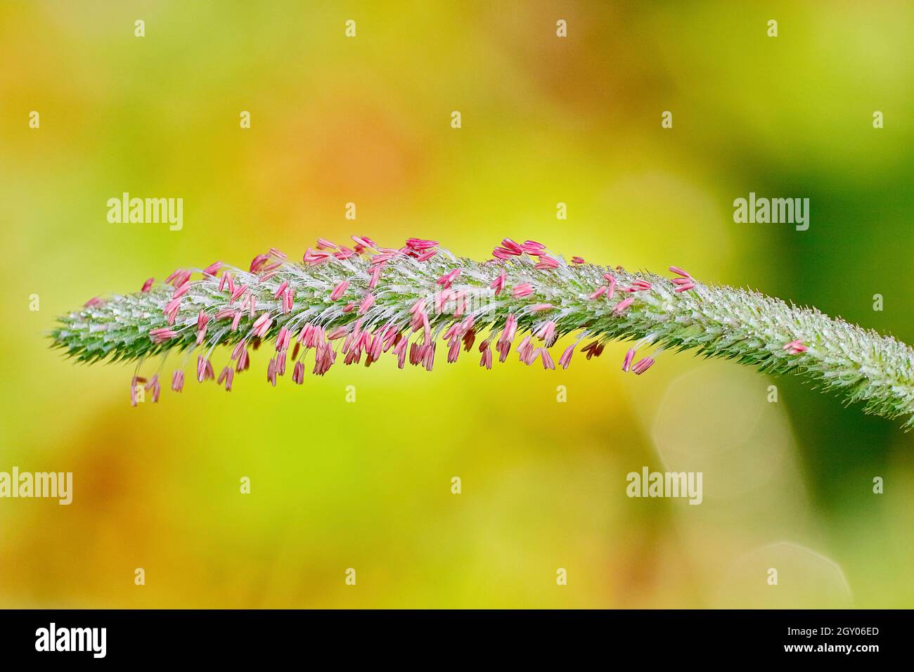 fléole des prés (Phleum pratense), panicule avec endurance, Allemagne, Rhénanie-du-Nord-Westphalie Banque D'Images
