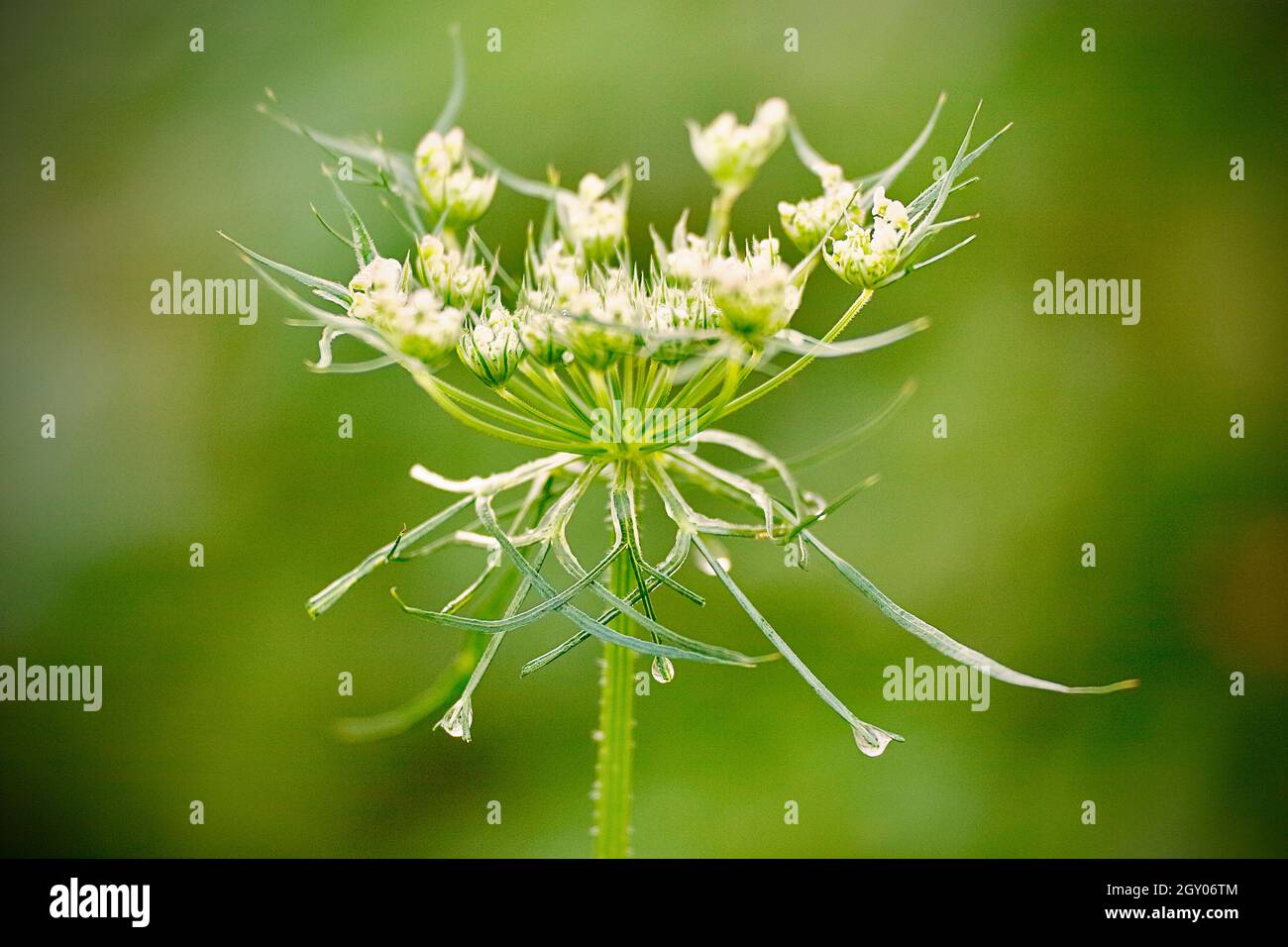Dentelle de la reine Anne, carotte sauvage (Daucus carota), umbel, Allemagne, Rhénanie-du-Nord-Westphalie Banque D'Images