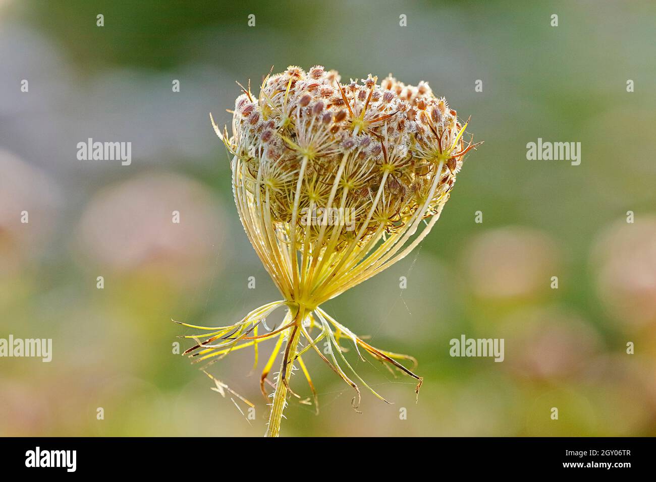 Dentelle de la reine Anne, carotte sauvage (Daucus carota), umbel, fructification, Allemagne, Rhénanie-du-Nord-Westphalie Banque D'Images