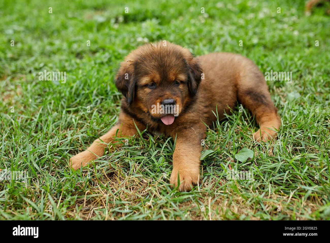 Marron Mignon Heureux Chiot Terre Neuve Adorable Chien Sourire Dans Le Parc D Ete Sur L Herbe Verte En Plein Air Photo Stock Alamy