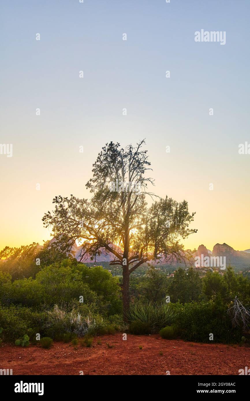 Arbre dans le désert avec coucher de soleil lever de soleil orange lueur et montagnes de rouge en arrière-plan vertical Banque D'Images