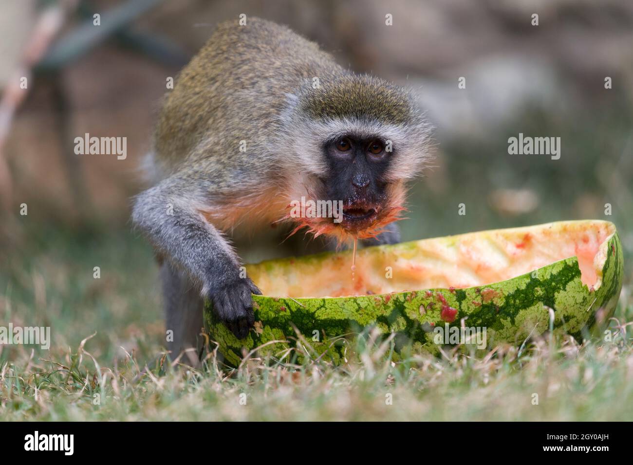 Un singe vervet (Chlorocebus pygerythrus) mangeant un melon d'eau rejeté, Maparasha Hills, près de il'Bisil, district d'Amboseli, Kenya.29 juillet 2021 Banque D'Images