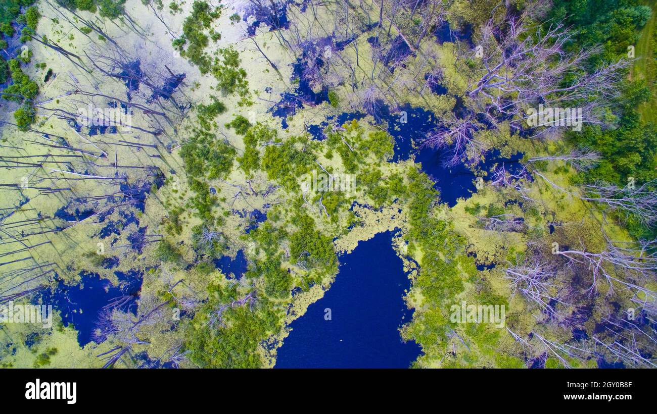 Vue panoramique sur un marais ou un marais entouré d'arbres blancs skinny avec quelques herbes vertes et des étangs bleus Banque D'Images