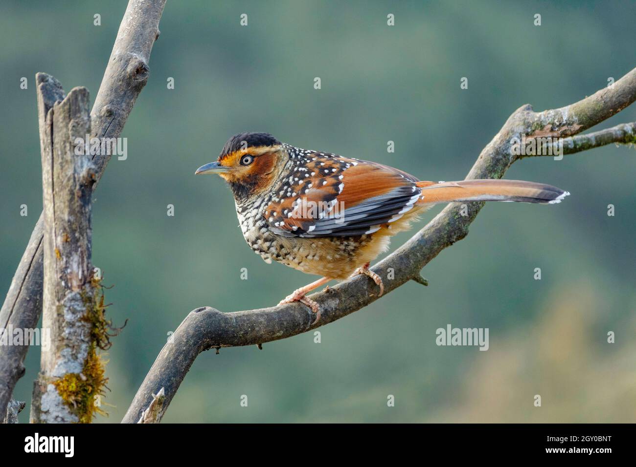 Laughingthrush tacheté, Lanthocincla ocellata, Parc national de Singhalila, Bengale-Occidental, Inde Banque D'Images