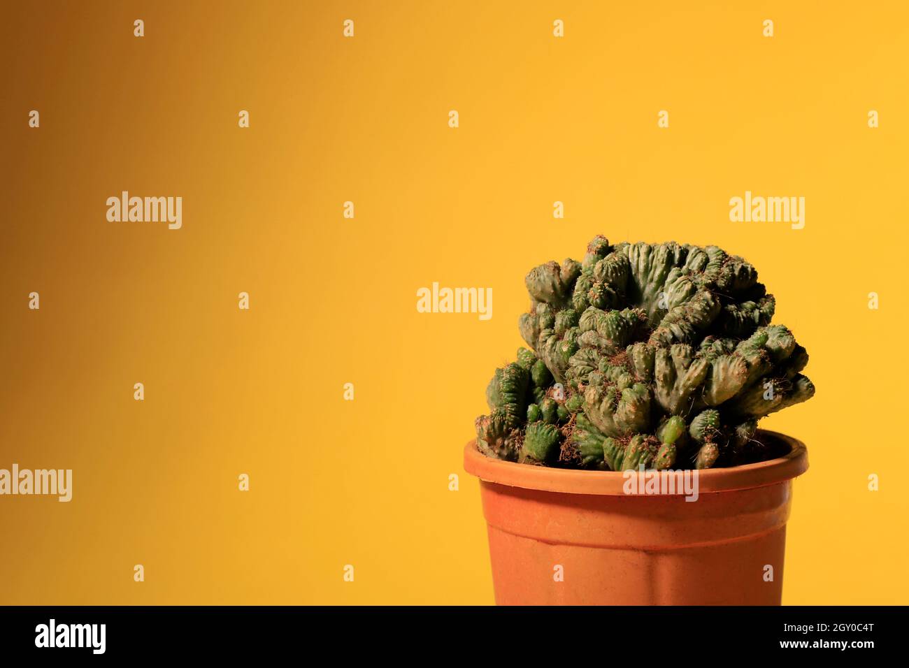 Cereus repandus le cactus péruvien de pomme, thème de couleur, jaune et vert, plante Banque D'Images