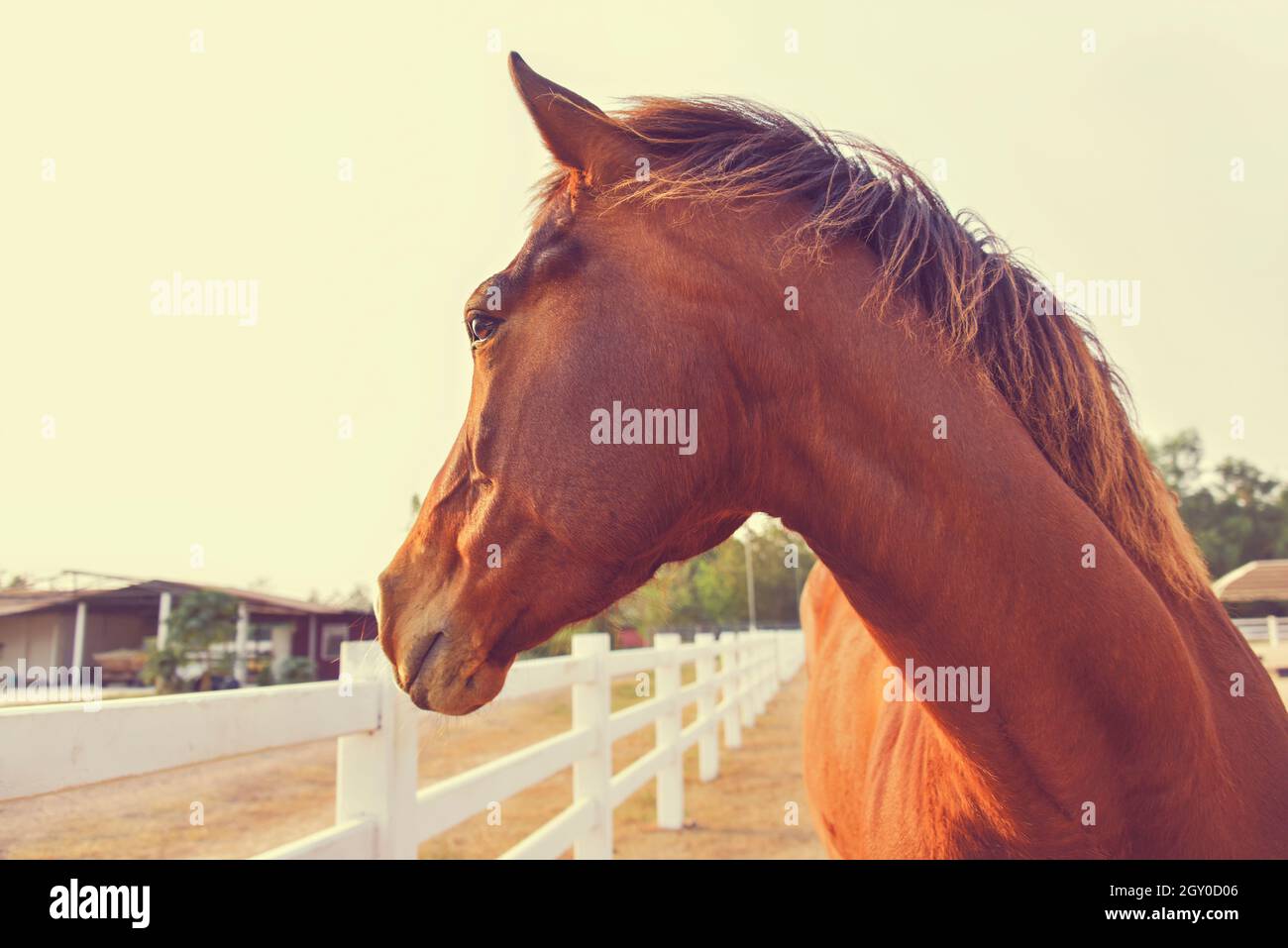 les équestres sont heureux.Beau cheval marron rouge châtaignier. Banque D'Images