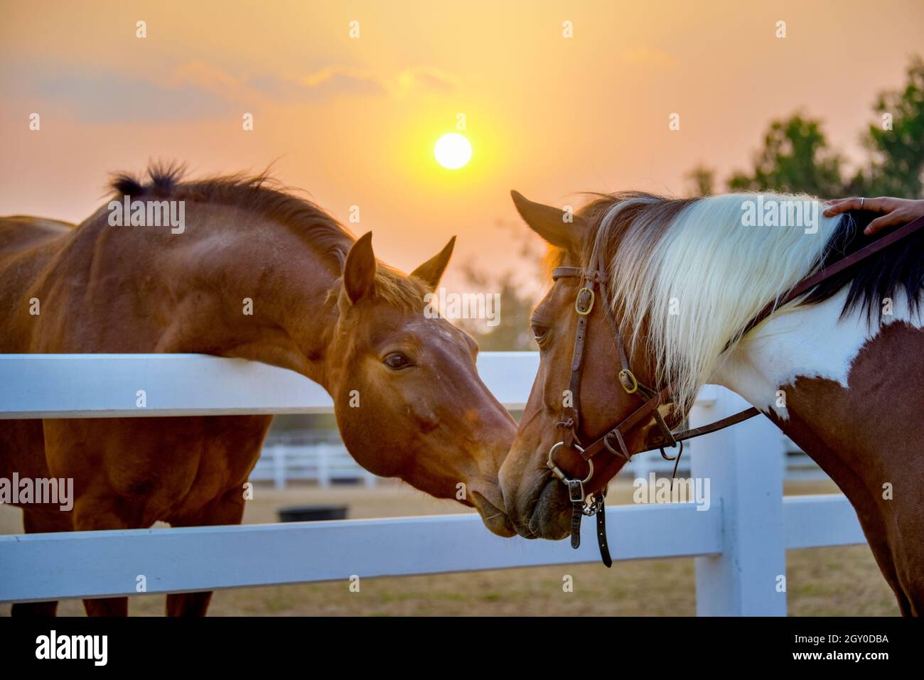 Deux chevaux s'embrassant dans l'amitié. Portrait d'animal sur fond noir.Chevaux amoureux.Beau cheval de châtaigne brun rouge pur-sang en stylo. Banque D'Images