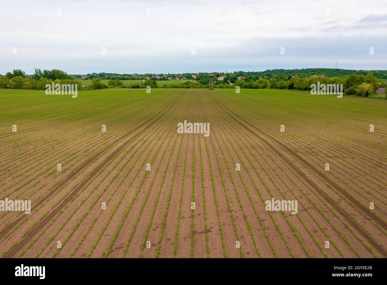 Vue aérienne des cultures de maïs en campagne. Banque D'Images