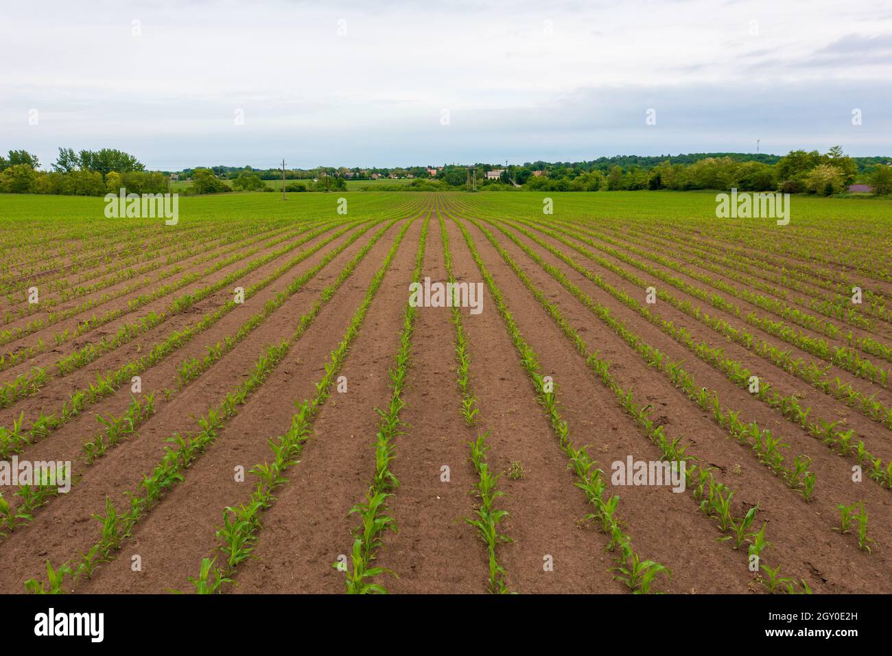 Vue aérienne des cultures de maïs en campagne. Banque D'Images