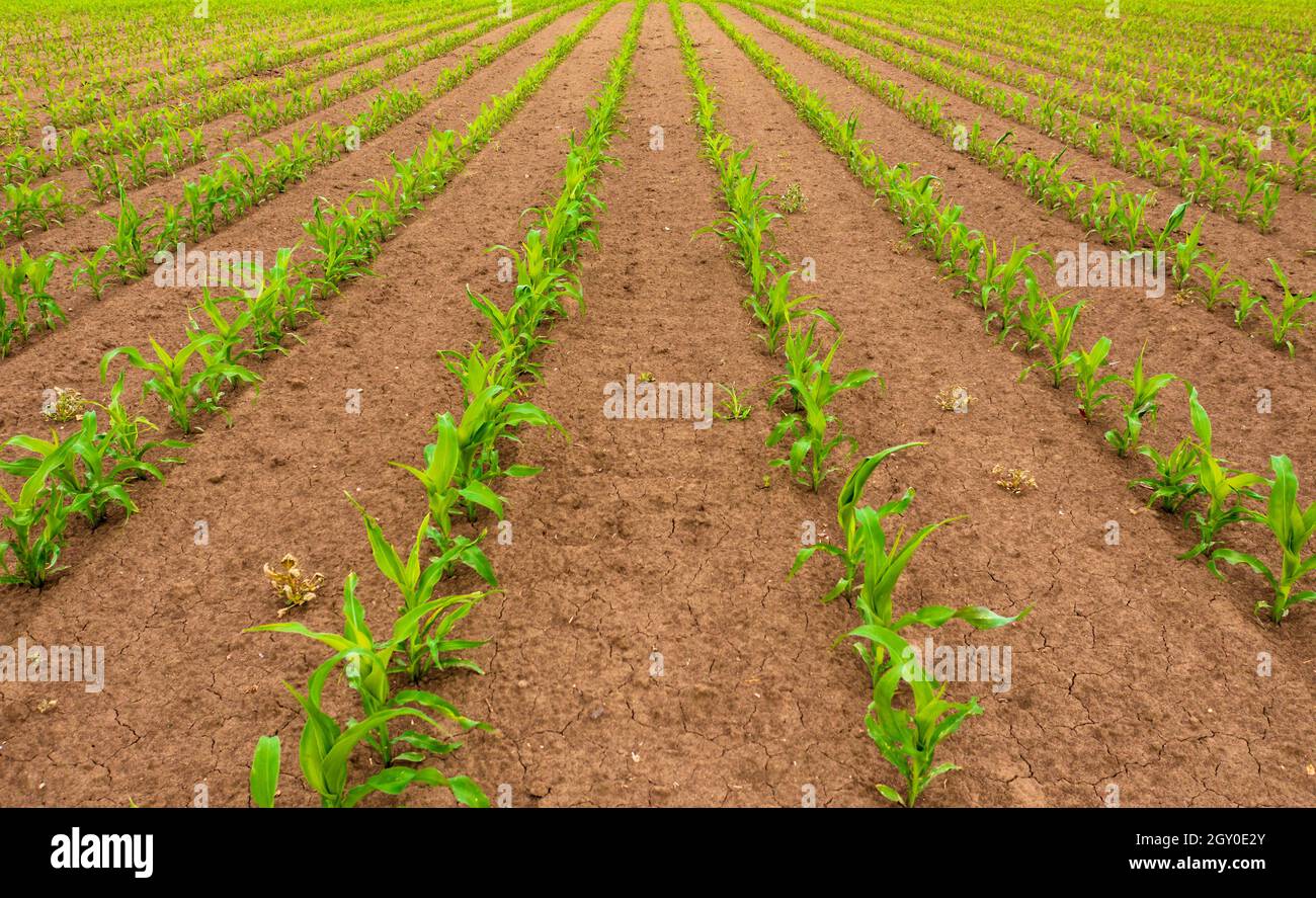Vue aérienne des cultures de maïs en campagne. Banque D'Images