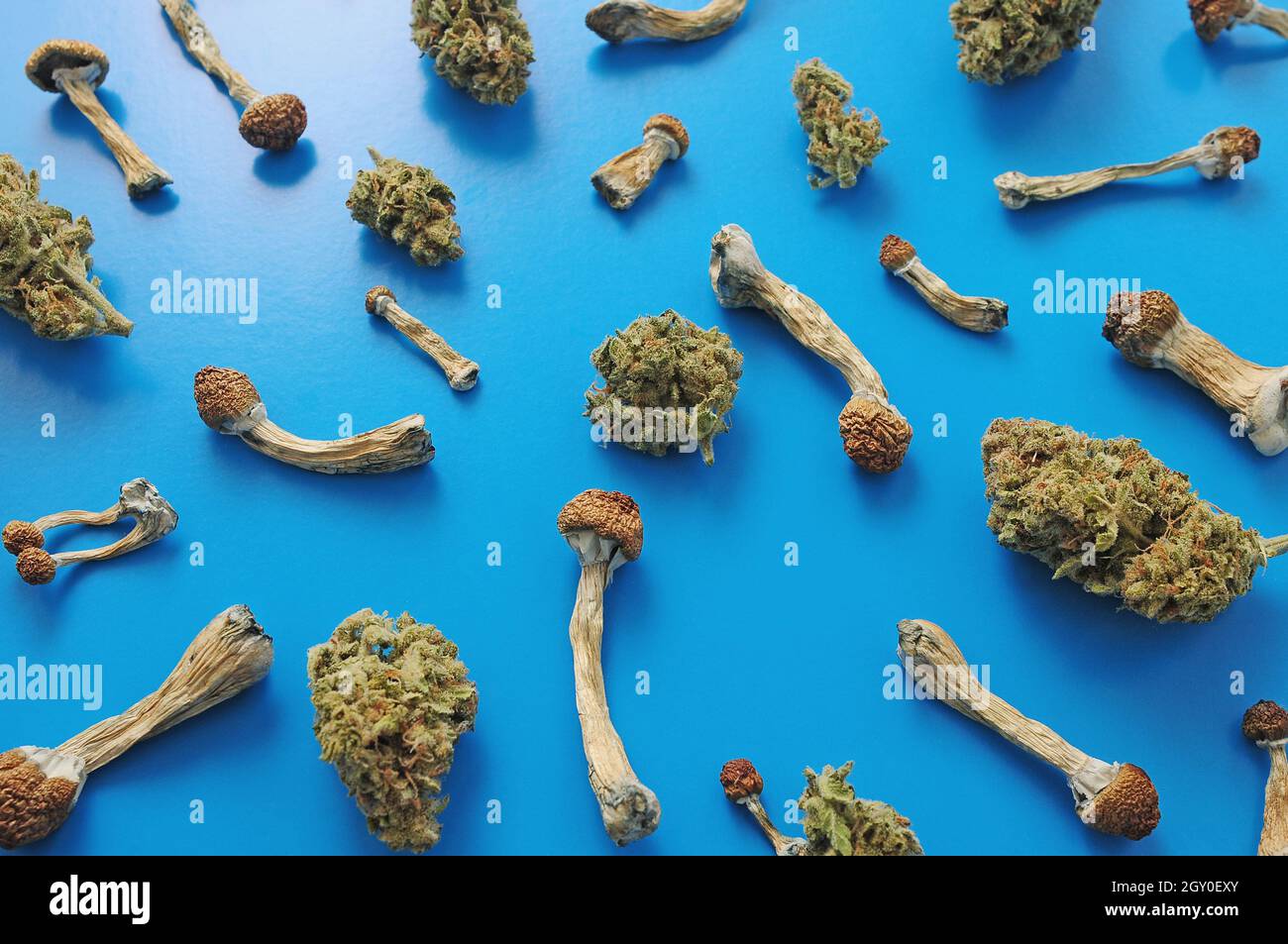 Concept de microdosage. Motif de champignons psilocybine et de bourgeons de marijuana sur fond bleu. Voyage psychédélique, concept de validation. Banque D'Images