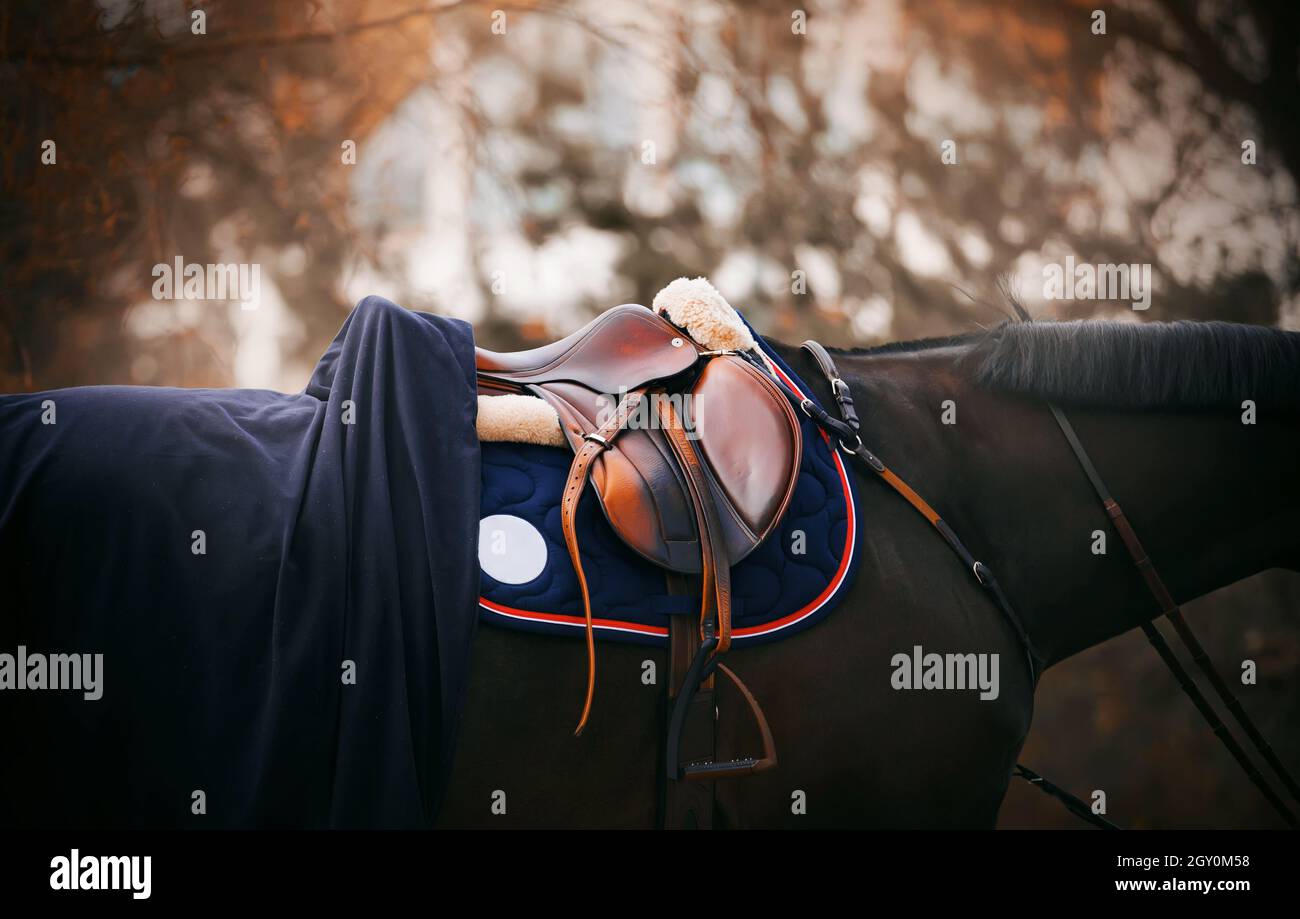 Le cheval noir porte une selle en cuir, un étrier, une bride, une serrlecloth bleue et une couverture bleue le jour de l'automne.Sports équestres et munitions.Cheval Banque D'Images