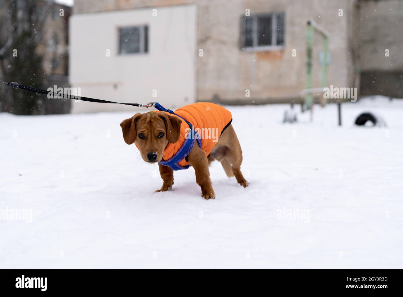 Le chien de Dachshund vêtu d'une veste de chien sur une laisse marche sur la neige blanche en hiver. Banque D'Images