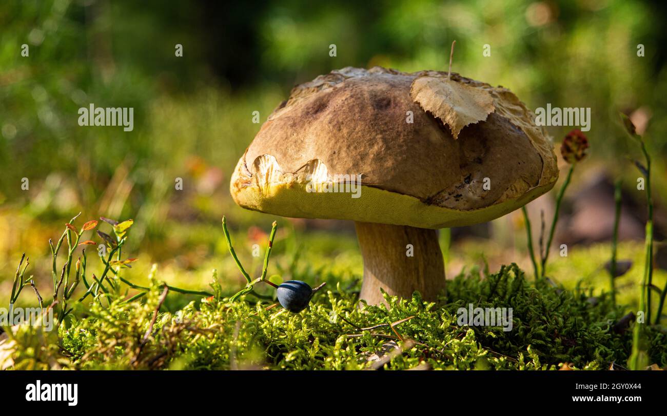 champignons porcini comestibles dans une forêt de la glade gros plan sous la lumière du soleil avec beau bokeh Banque D'Images