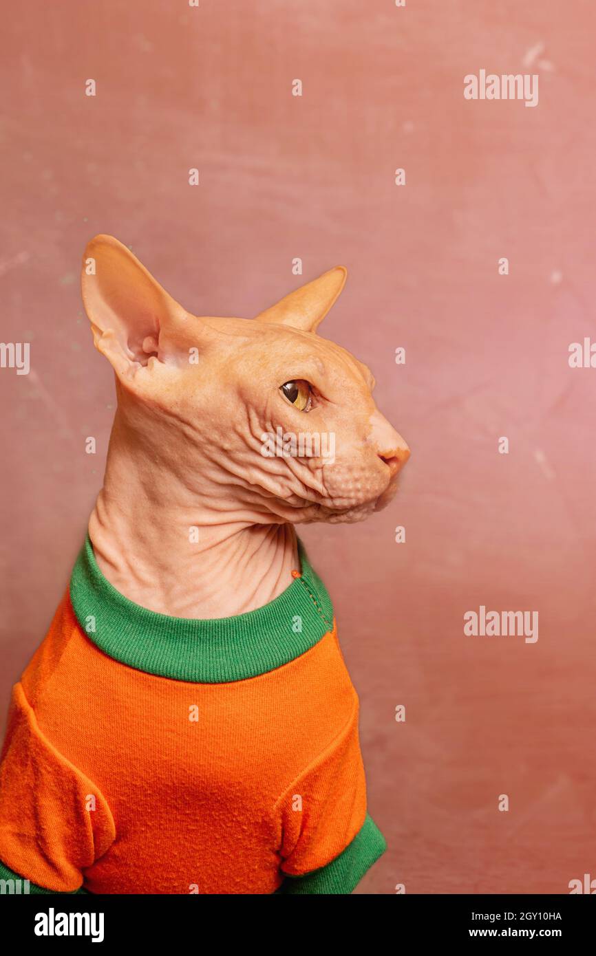 Vetement chat sphynx hotsell