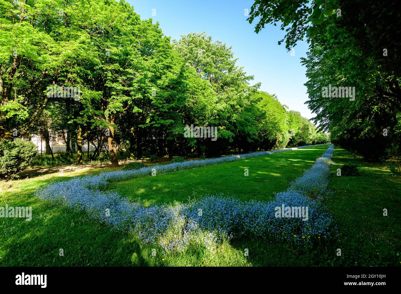 Paysage avec des arbres verts, des feuilles et de l'herbe et beaucoup de petits bleus oublient moi pas ou Scorpion herbes fleurs dans un jour ensoleillé à l'entrée à Cismigiu Gar Banque D'Images