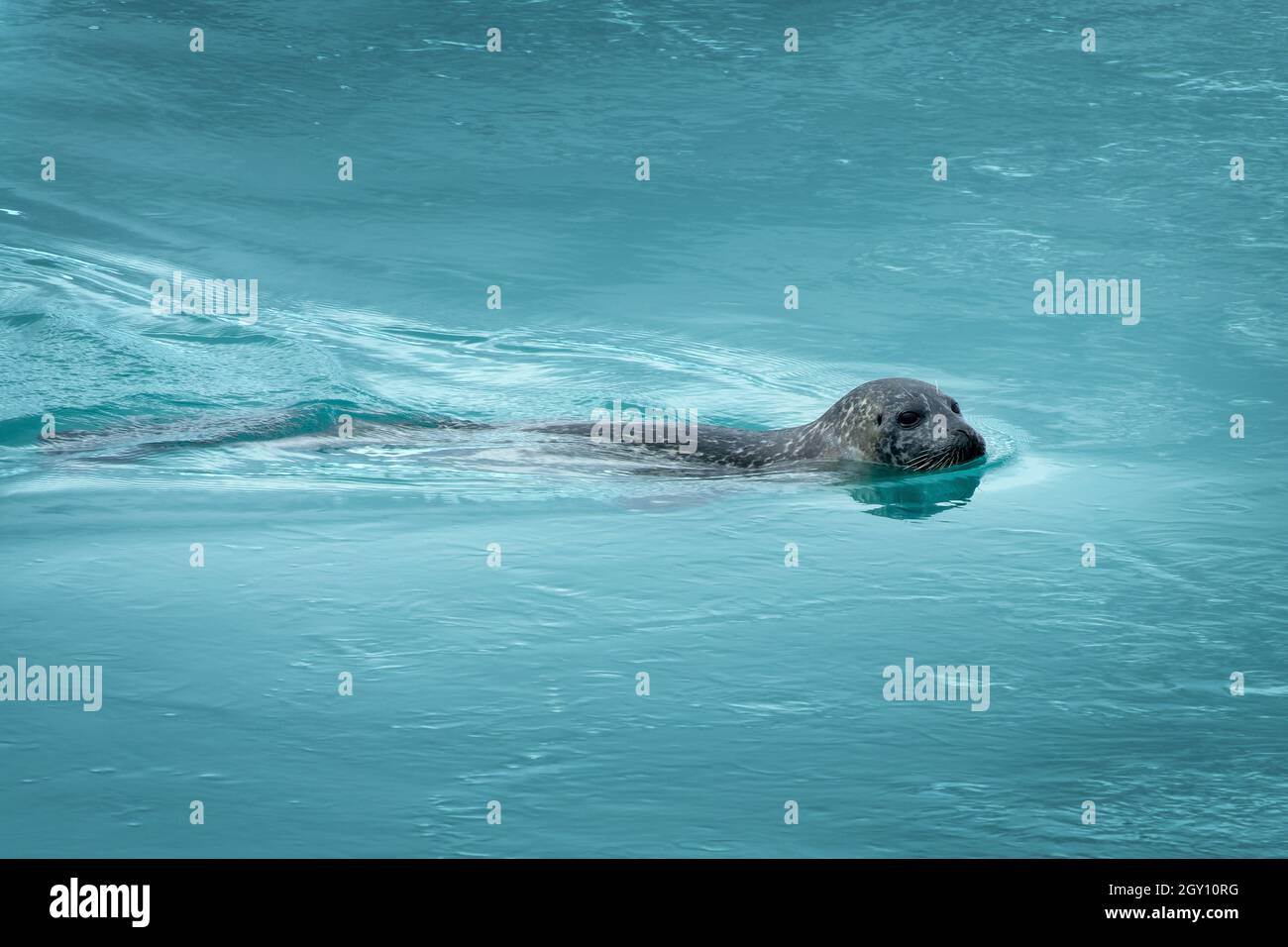 Gros plan d'un phoque commun nageant dans l'eau bleue glacée de la lagune de glacier de Jokulsarlon, Islande Banque D'Images