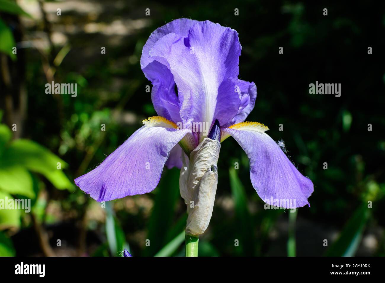 Gros plan de deux fleurs de l'iris bleu sur le vert, dans un jardin ensoleillé de printemps, magnifique arrière-plan floral extérieur photographié avec une mise au point douce Banque D'Images