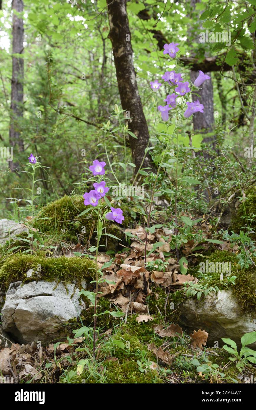 Fleurs d'ortie, fleurs d'oranger, Campanula trachlium dans un cadre forestier Parc régional du Verdon Provence France Banque D'Images