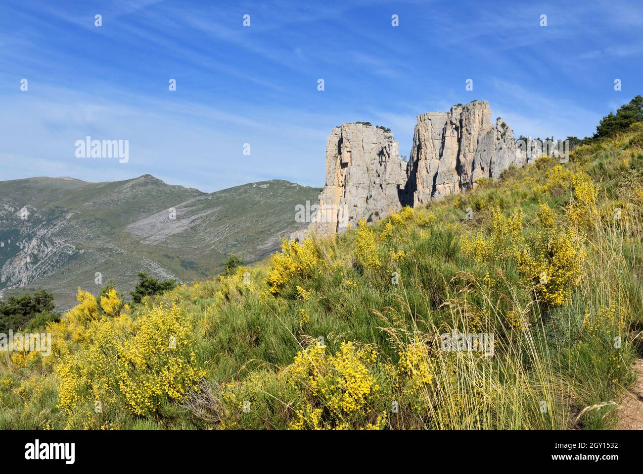 Paysage de floraison du Broom espagnol, Spartium junceum, en face des Cadières de Brandis Rock formation Verdon gorge Provence France Banque D'Images