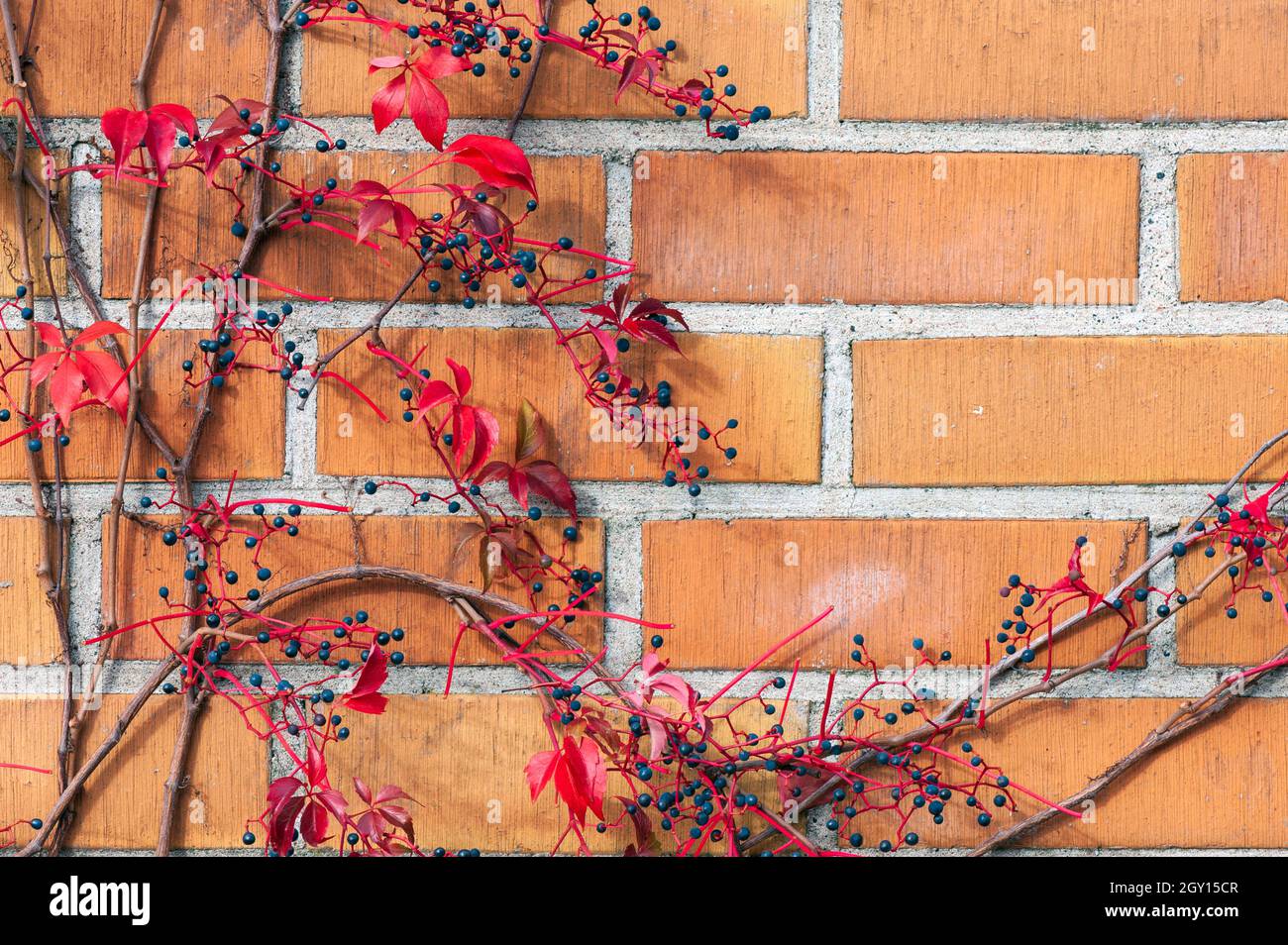 Virginia rampante Parthenocissus quinquefolia feuillage rouge et baies en automne Banque D'Images
