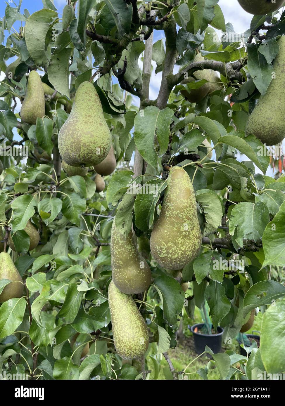 Gros plan de poires suspendues à un arbre dans un jardin Banque D'Images