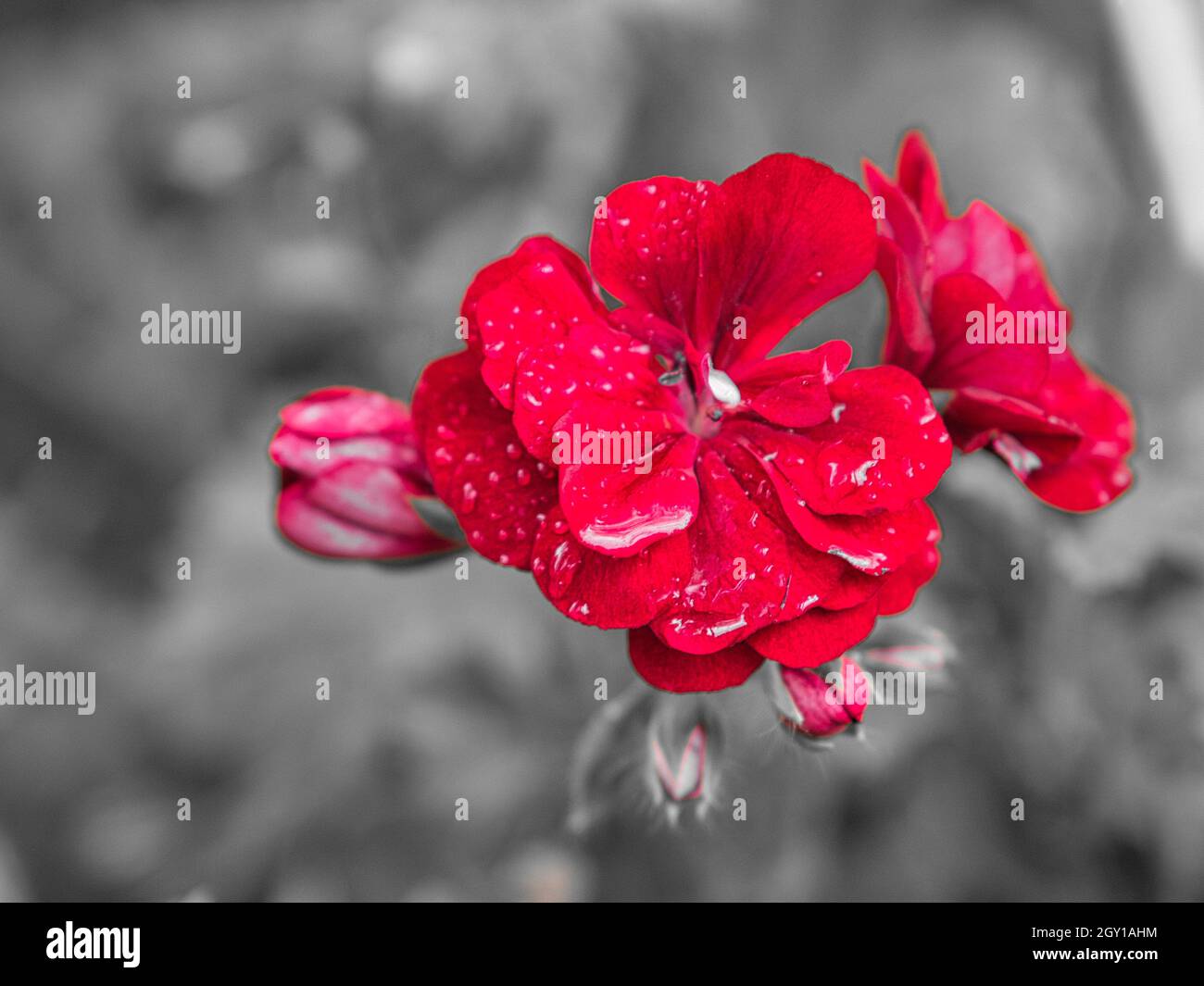 géraniums représentés dans une couleur.Fleurs en rouge, pourpre et rose, le reste était désaturé Banque D'Images