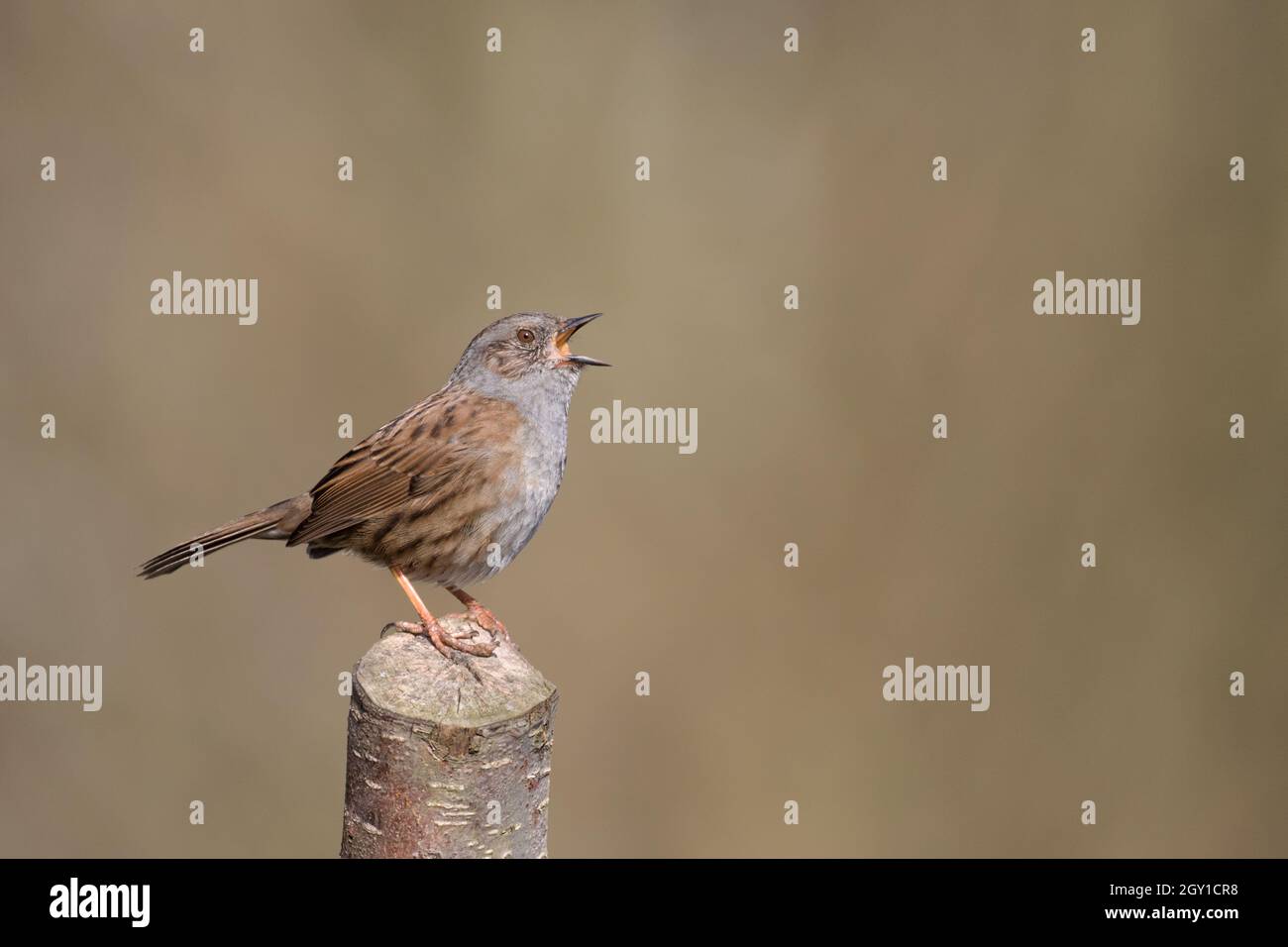 Dunnock en chanson complète Banque D'Images