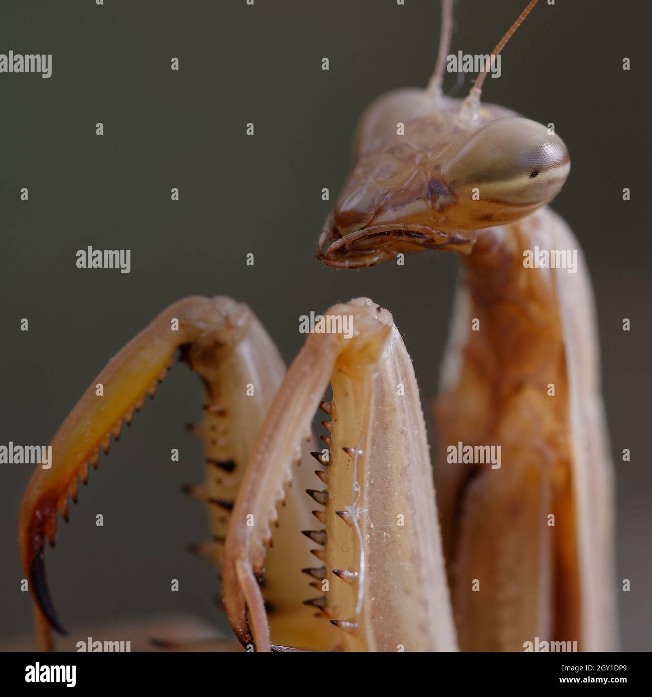 Mantis européennes femelles (Mantis religiosa) Banque D'Images