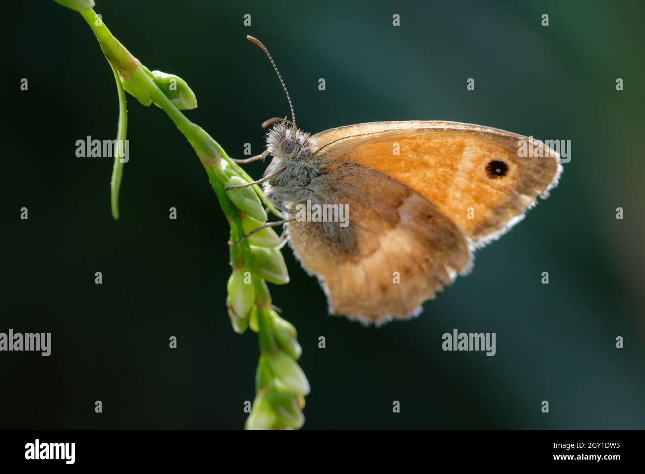 Petite lande (Coenonympha pamphilus) sur une plante Banque D'Images