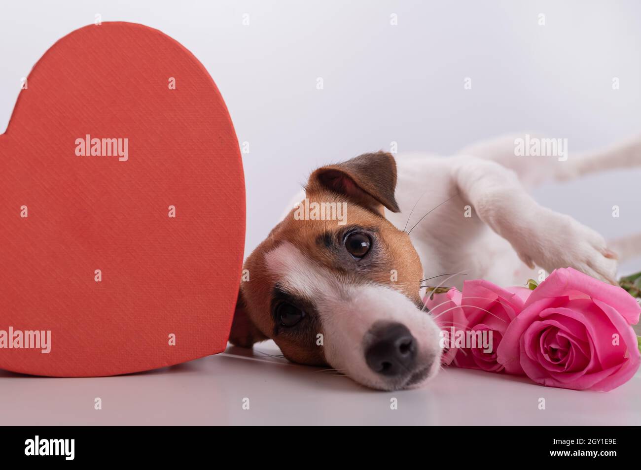 Un chien mignon se trouve à côté du0027une boîte en forme de coeur et 