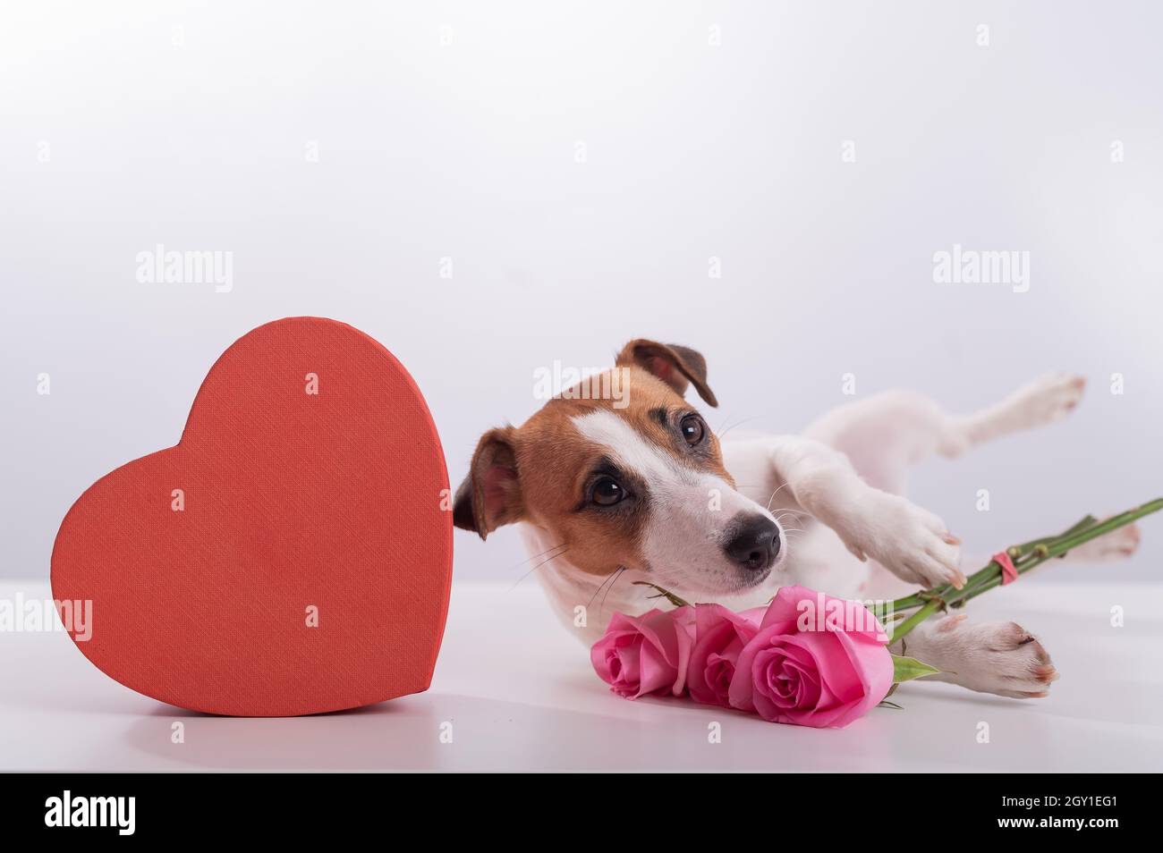 Un chien mignon se trouve à côté du0027une boîte en forme de coeur et 