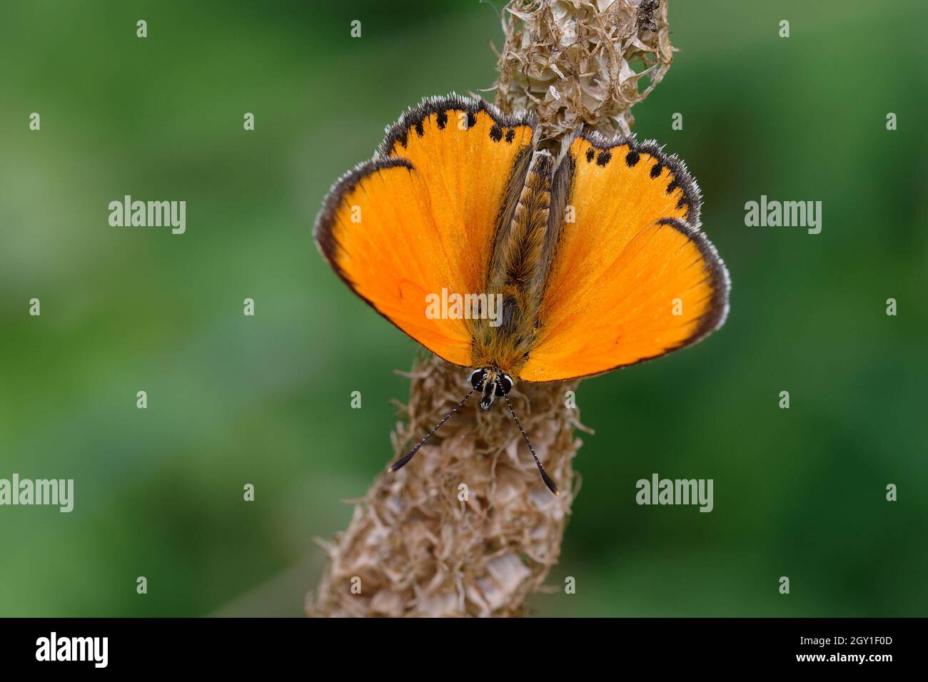 Cuivre rare mâle (Lycaena virgaureae) Banque D'Images