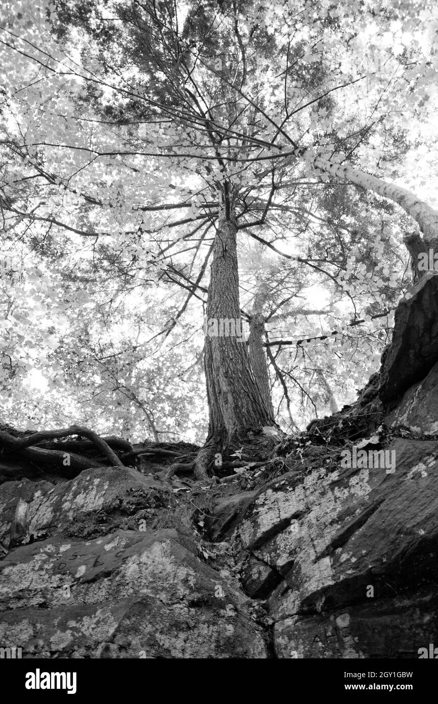 Vue d'un arbre avec un ver noir et blanc Banque D'Images